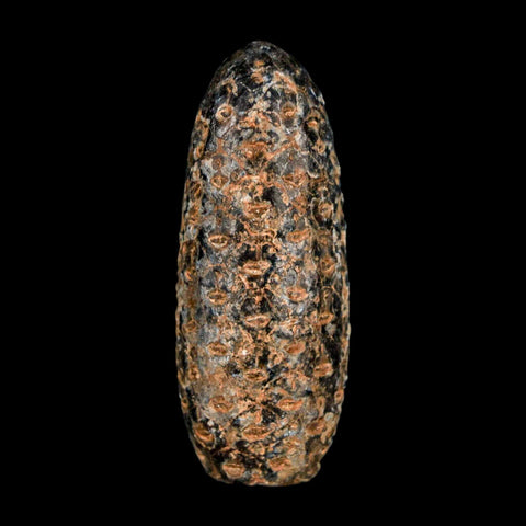 XL 2.2" Fossil Pine Cone Equicalastrobus Replaced By Agate Eocene Age Seeds Fruit - Fossil Age Minerals