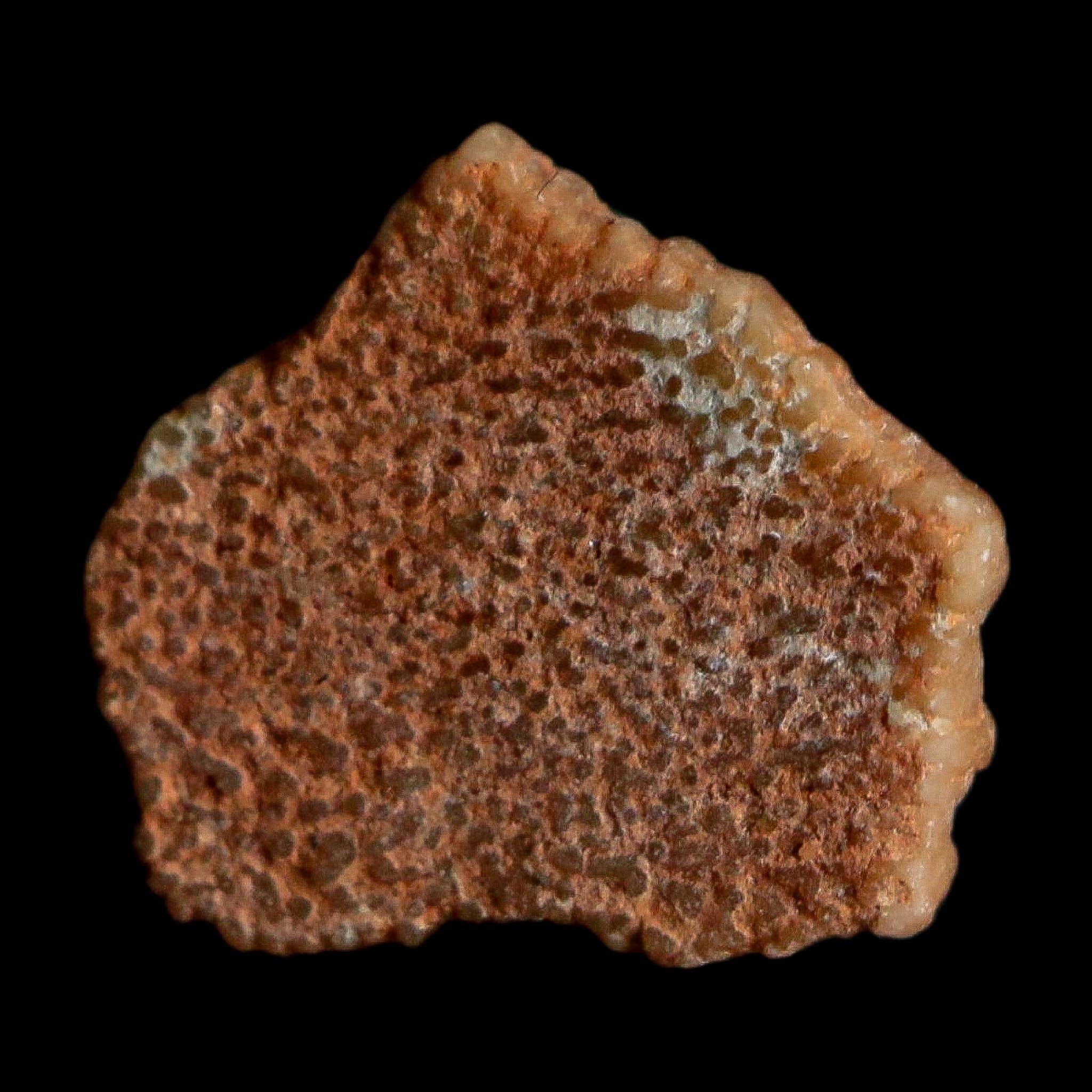 0.4" Megaloolithus Titanosaur Dinosaur Fossil Egg Shell Bouches Du Rhone France Display - Fossil Age Minerals