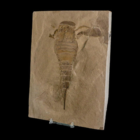 5.7" Eurypterus Sea Scorpion Fossil Eurypterid Silurian 420 Mil Yrs Old New York Stand