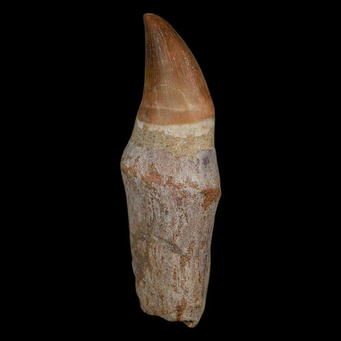 XL 3.9" Mosasaur Prognathodon Fossil Tooth Rooted Cretaceous Dinosaur Era COA - Fossil Age Minerals
