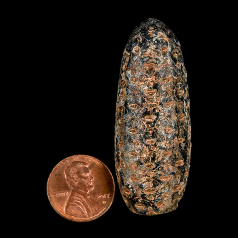 XL 2.2" Fossil Pine Cone Equicalastrobus Replaced By Agate Eocene Age Seeds Fruit - Fossil Age Minerals