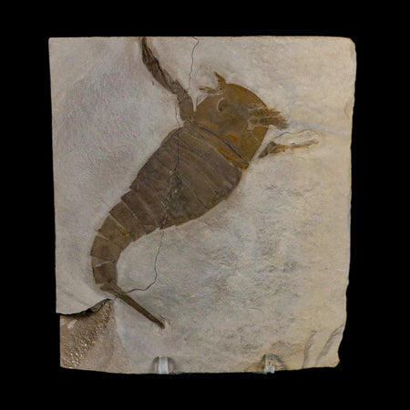 4.2" Eurypterus Sea Scorpion Fossil Eurypterid Silurian 420 Mil Yrs Old New York Stand