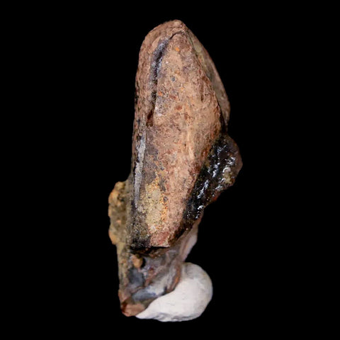 1.2" Tyrannosaurus Rex Dinosaur Fossil Tooth Tip Lance Creek FM WY COA - Fossil Age Minerals