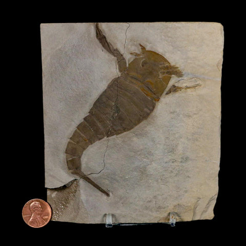 4.2" Eurypterus Sea Scorpion Fossil Eurypterid Silurian 420 Mil Yrs Old New York Stand