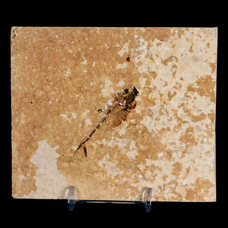 1.8" Diplomystus Dentatus Fossil Fish Green River FM WY Eocene Age COA, Stand