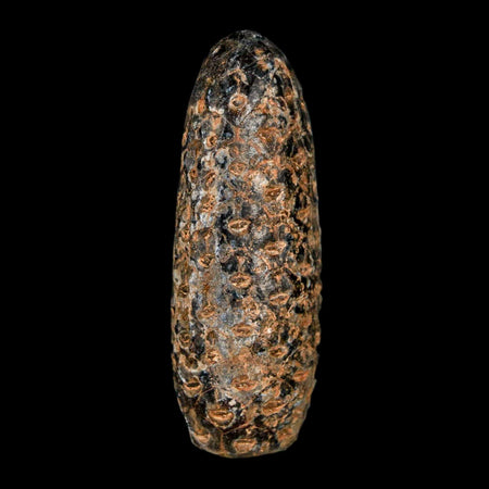 XL 2.2" Fossil Pine Cone Equicalastrobus Replaced By Agate Eocene Age Seeds Fruit