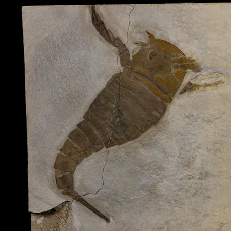 4.2" Eurypterus Sea Scorpion Fossil Eurypterid Silurian 420 Mil Yrs Old New York Stand