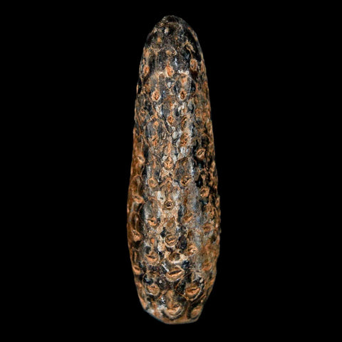 XL 2.2" Fossil Pine Cone Equicalastrobus Replaced By Agate Eocene Age Seeds Fruit - Fossil Age Minerals
