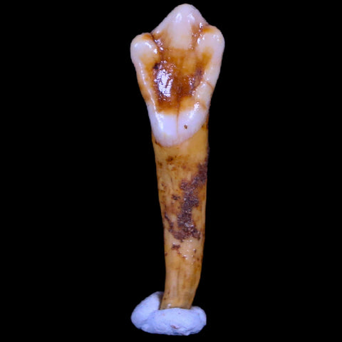 1.3" Extinct Cave Bear Ursus Spelaeus Incisor Tooth Rooted Pleistocene Age COA, Stand - Fossil Age Minerals