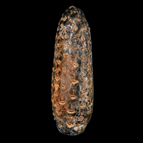 XL 2.2" Fossil Pine Cone Equicalastrobus Replaced By Agate Eocene Age Seeds Fruit - Fossil Age Minerals