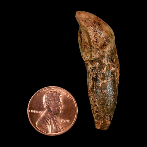 1.9" Extinct Cave Bear Ursus Spelaeus Incisor Tooth Rooted Pleistocene Age COA, Stand