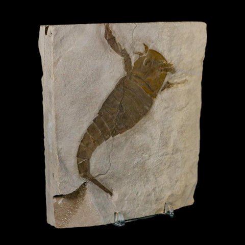 4.2" Eurypterus Sea Scorpion Fossil Eurypterid Silurian 420 Mil Yrs Old New York Stand