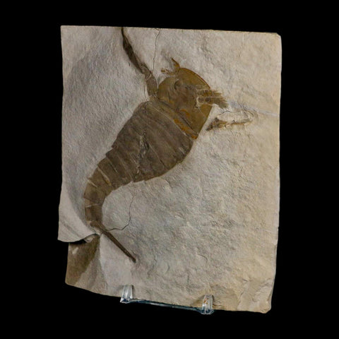4.2" Eurypterus Sea Scorpion Fossil Eurypterid Silurian 420 Mil Yrs Old New York Stand