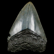 2.8" Quality Megalodon Shark Tooth Serrated Fossil Natural Miocene Age COA