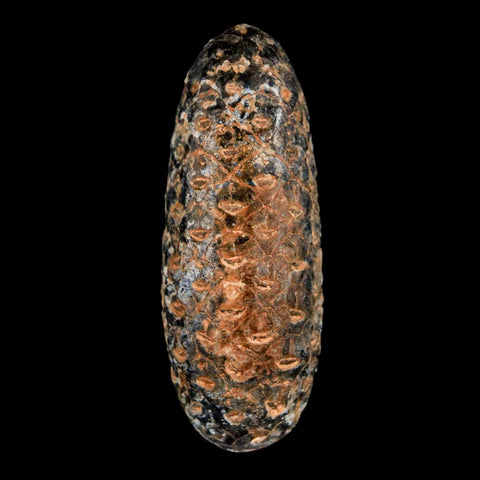 XL 2.2" Fossil Pine Cone Equicalastrobus Replaced By Agate Eocene Age Seeds Fruit - Fossil Age Minerals