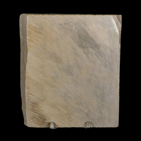 4.2" Eurypterus Sea Scorpion Fossil Eurypterid Silurian 420 Mil Yrs Old New York Stand