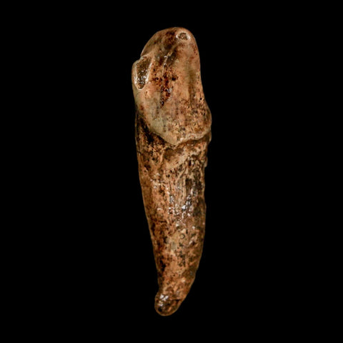 1.9" Extinct Cave Bear Ursus Spelaeus Incisor Tooth Rooted Pleistocene Age COA, Stand