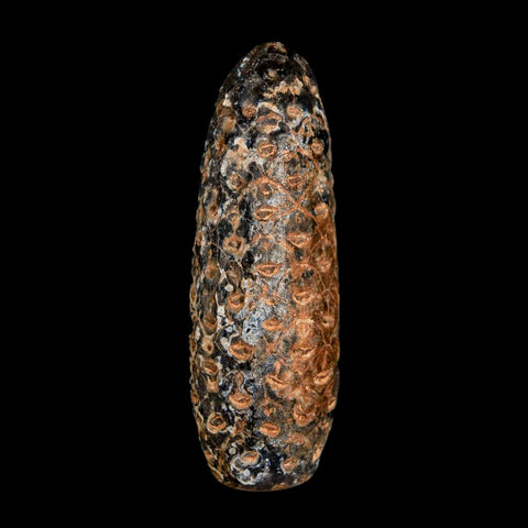 XL 2.2" Fossil Pine Cone Equicalastrobus Replaced By Agate Eocene Age Seeds Fruit - Fossil Age Minerals