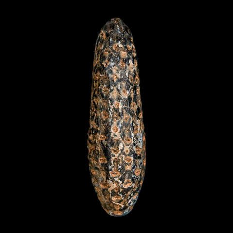 XL 2.2" Fossil Pine Cone Equicalastrobus Replaced By Agate Eocene Age Seeds Fruit - Fossil Age Minerals