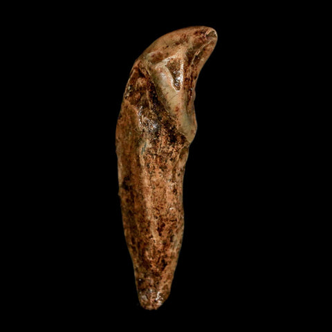 1.9" Extinct Cave Bear Ursus Spelaeus Incisor Tooth Rooted Pleistocene Age COA, Stand