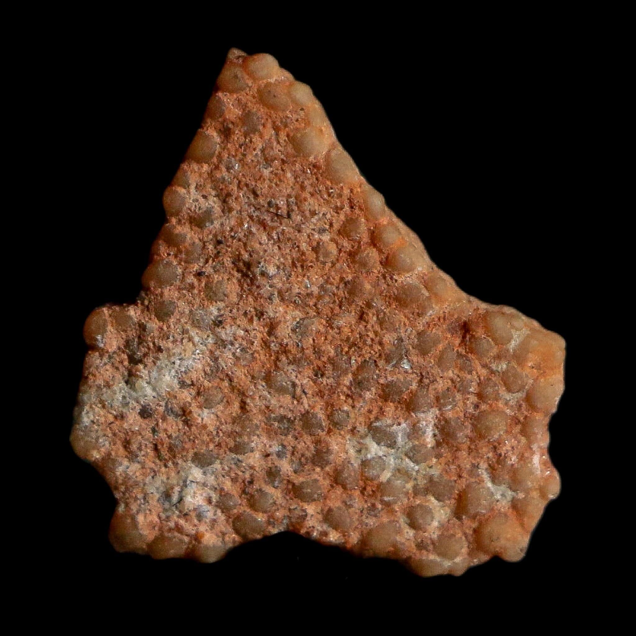 0.4" Megaloolithus Titanosaur Dinosaur Fossil Egg Shell Bouches Du Rhone France Display - Fossil Age Minerals
