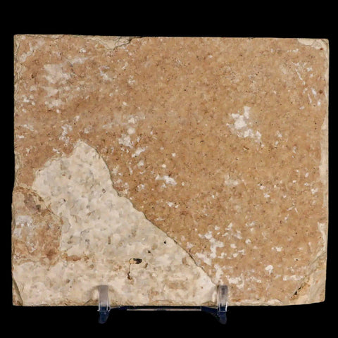 1.8" Diplomystus Dentatus Fossil Fish Green River FM WY Eocene Age COA, Stand - Fossil Age Minerals