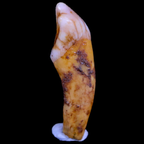 1.3" Extinct Cave Bear Ursus Spelaeus Incisor Tooth Rooted Pleistocene Age COA, Stand - Fossil Age Minerals