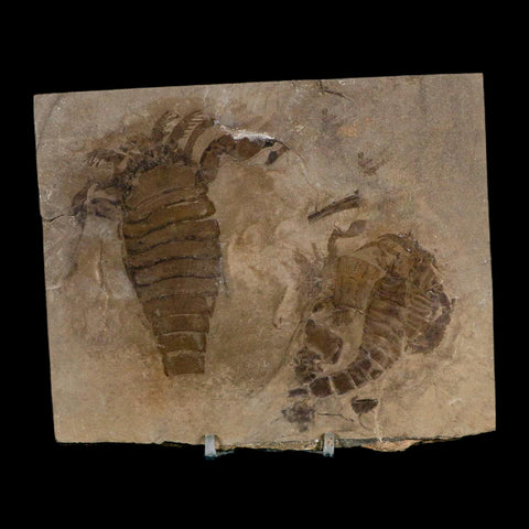 2 Two Eurypterus Sea Scorpion Fossil Eurypterid Silurian 420 Mil Yrs Old New York Stand - Fossil Age Minerals
