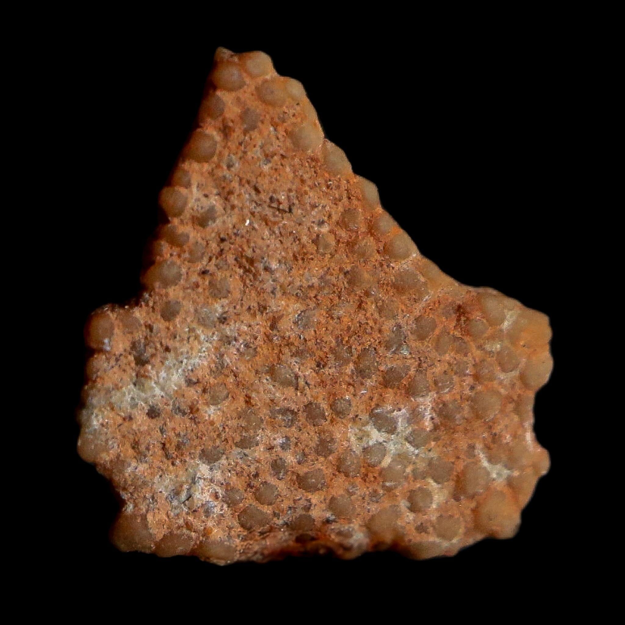 0.4" Megaloolithus Titanosaur Dinosaur Fossil Egg Shell Bouches Du Rhone France Display - Fossil Age Minerals