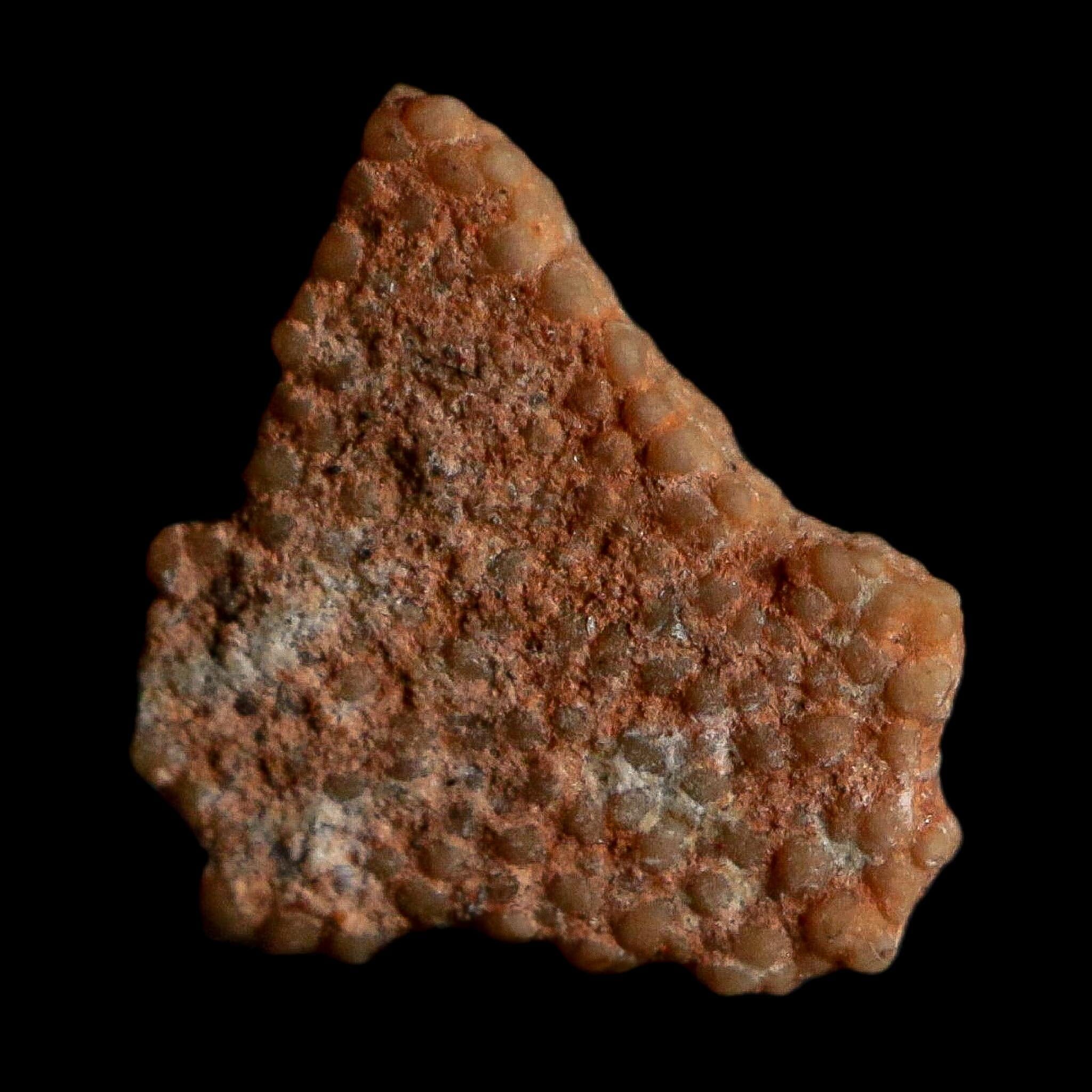 0.4" Megaloolithus Titanosaur Dinosaur Fossil Egg Shell Bouches Du Rhone France Display - Fossil Age Minerals