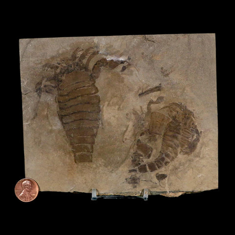 2 Two Eurypterus Sea Scorpion Fossil Eurypterid Silurian 420 Mil Yrs Old New York Stand - Fossil Age Minerals