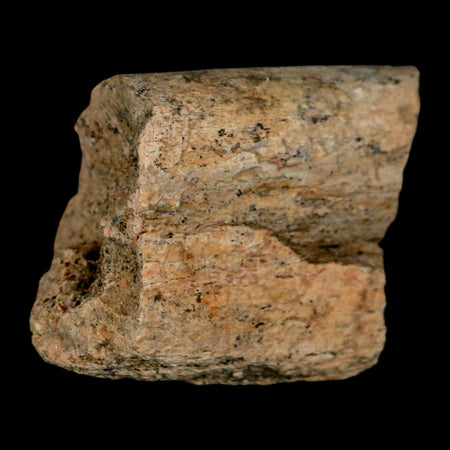 1.7" Triceratops Fossil Rib Bone Lance Creek FM Cretaceous Dinosaur Wyoming COA