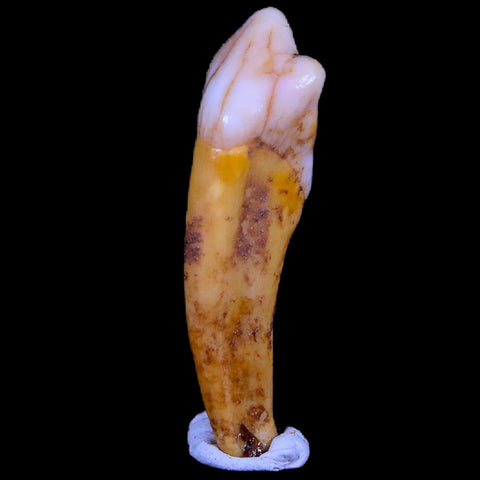 1.3" Extinct Cave Bear Ursus Spelaeus Incisor Tooth Rooted Pleistocene Age COA, Stand - Fossil Age Minerals