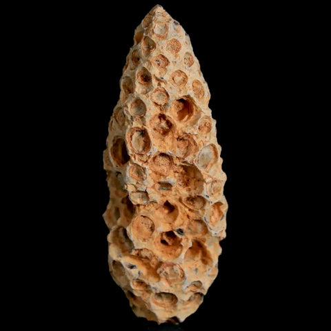 1.8" Fossil Pine Cone Equicalastrobus Replaced By Agate Eocene Age Seeds Fruit - Fossil Age Minerals