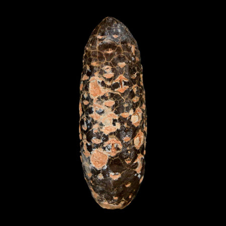 XL 2.1" Fossil Pine Cone Equicalastrobus Replaced By Agate Eocene Age Seeds Fruit