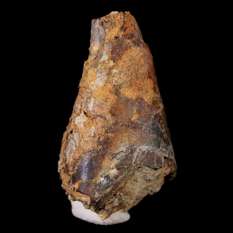 1.2" Tyrannosaurus Rex Dinosaur Fossil Tooth Section Lance Creek FM WY COA - Fossil Age Minerals