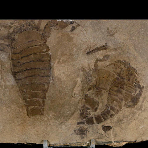 2 Two Eurypterus Sea Scorpion Fossil Eurypterid Silurian 420 Mil Yrs Old New York Stand - Fossil Age Minerals