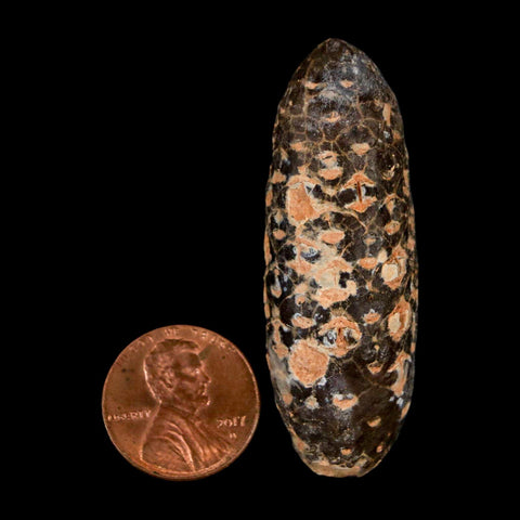 XL 2.1" Fossil Pine Cone Equicalastrobus Replaced By Agate Eocene Age Seeds Fruit - Fossil Age Minerals