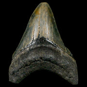 3" Quality Megalodon Shark Tooth Serrated Fossil Natural Miocene Age COA