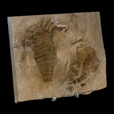 2 Two Eurypterus Sea Scorpion Fossil Eurypterid Silurian 420 Mil Yrs Old New York Stand - Fossil Age Minerals