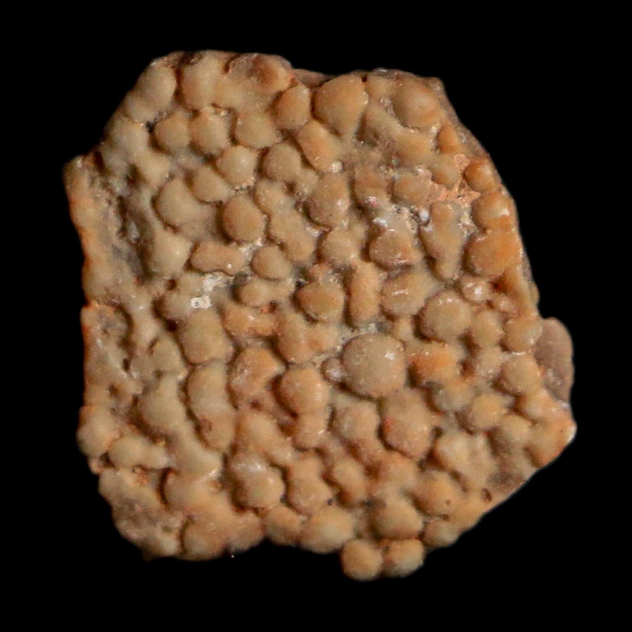 0.3" Megaloolithus Titanosaur Dinosaur Fossil Egg Shell Bouches Du Rhone France Display - Fossil Age Minerals