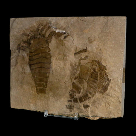 2 Two Eurypterus Sea Scorpion Fossil Eurypterid Silurian 420 Mil Yrs Old New York Stand - Fossil Age Minerals