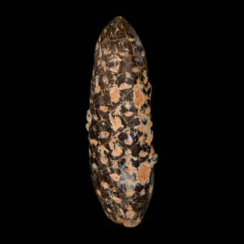 XL 2.1" Fossil Pine Cone Equicalastrobus Replaced By Agate Eocene Age Seeds Fruit - Fossil Age Minerals