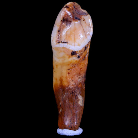 1.8" Extinct Cave Bear Ursus Spelaeus Incisor Tooth Rooted Pleistocene Age COA, Stand - Fossil Age Minerals