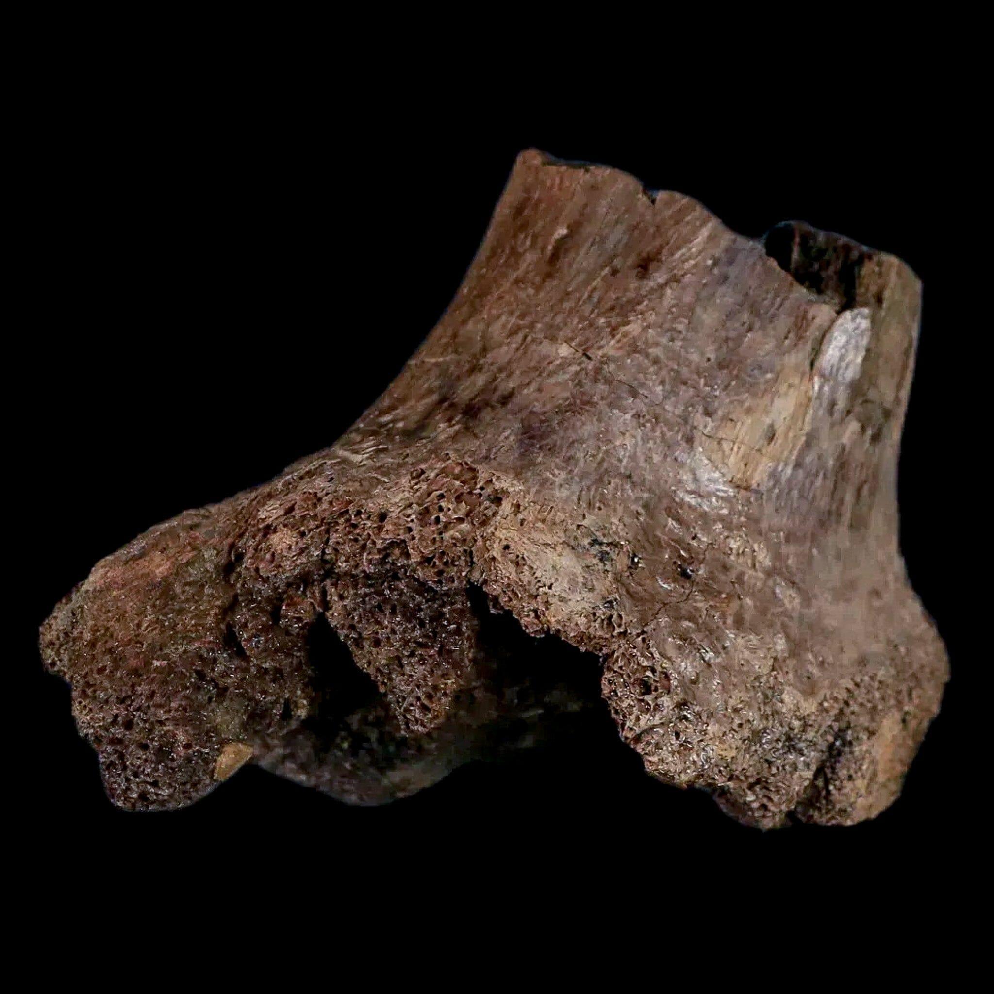 2.6" Centrosaurus Fossil Rib End Bone Judith River Cretaceous Dinosaur Montana COA - Fossil Age Minerals