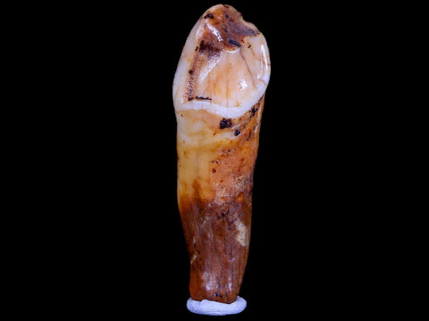 1.8" Extinct Cave Bear Ursus Spelaeus Incisor Tooth Rooted Pleistocene Age COA, Stand - Fossil Age Minerals