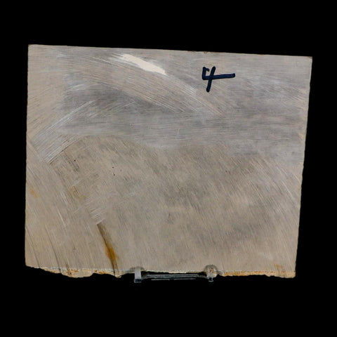 2 Two Eurypterus Sea Scorpion Fossil Eurypterid Silurian 420 Mil Yrs Old New York Stand - Fossil Age Minerals