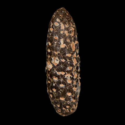 XL 2.1" Fossil Pine Cone Equicalastrobus Replaced By Agate Eocene Age Seeds Fruit - Fossil Age Minerals