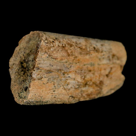 2.7" Triceratops Fossil Rib Bone Lance Creek FM Cretaceous Dinosaur Wyoming COA