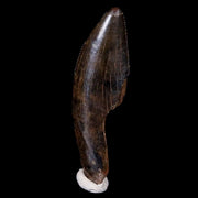 1.4" Albertosaurus Fossil Serrated Tooth Tyrannosaur Cretaceous Dinosaur COA